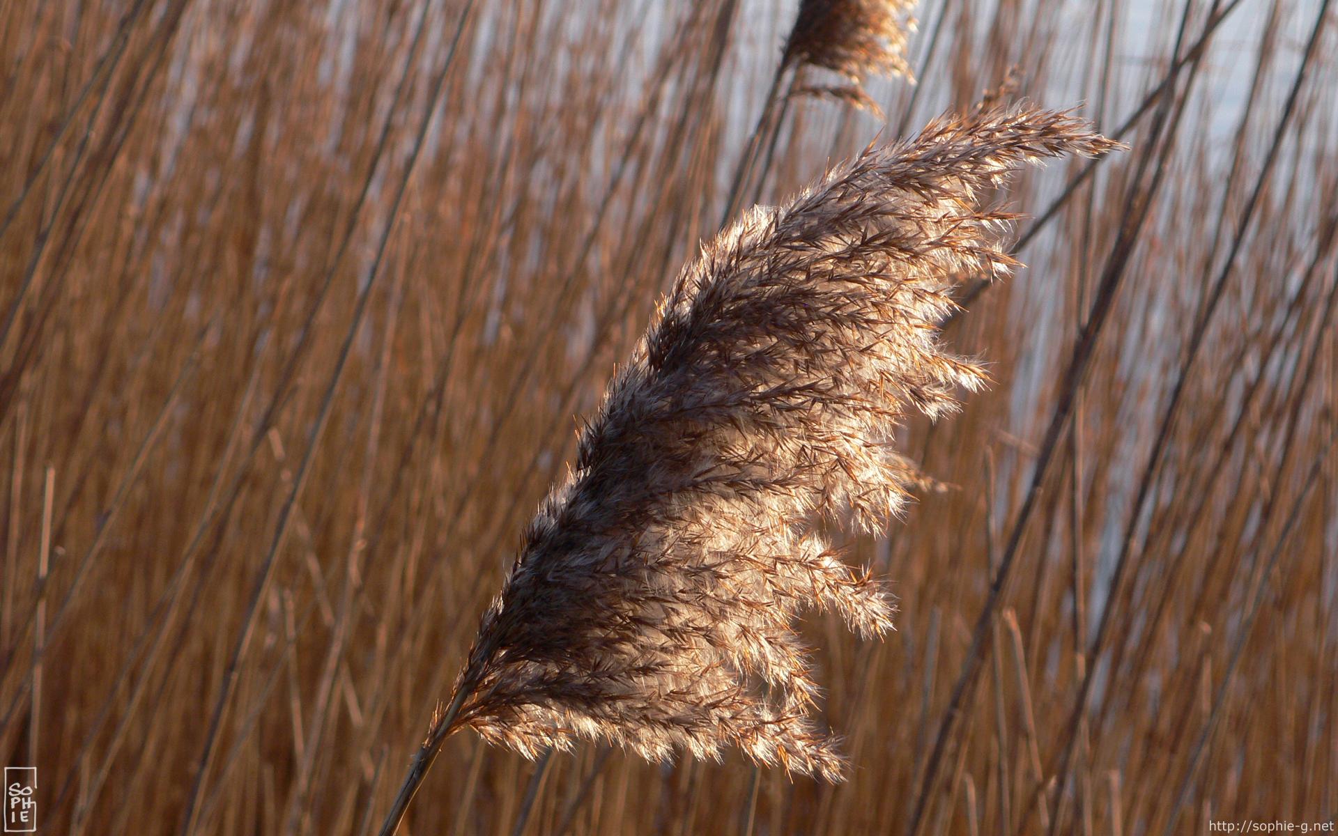 Reed plume - Plumet de roseaux - 1920 * 1200
