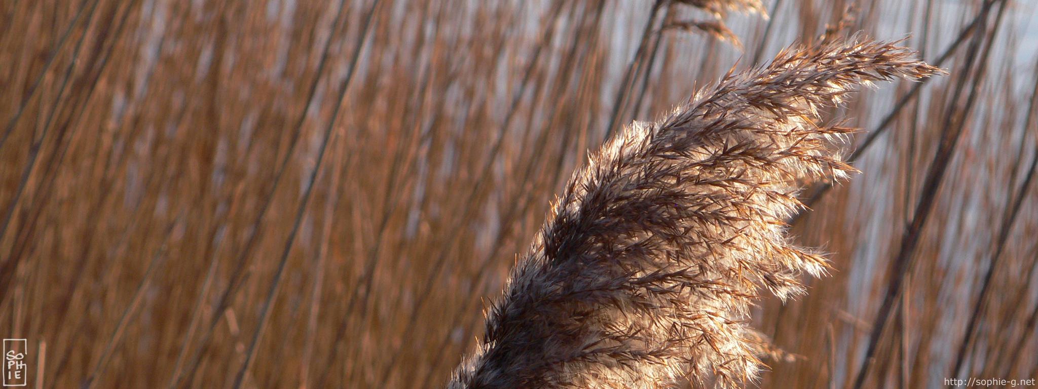 Reed plume - Plumet de roseaux - 2048 * 768