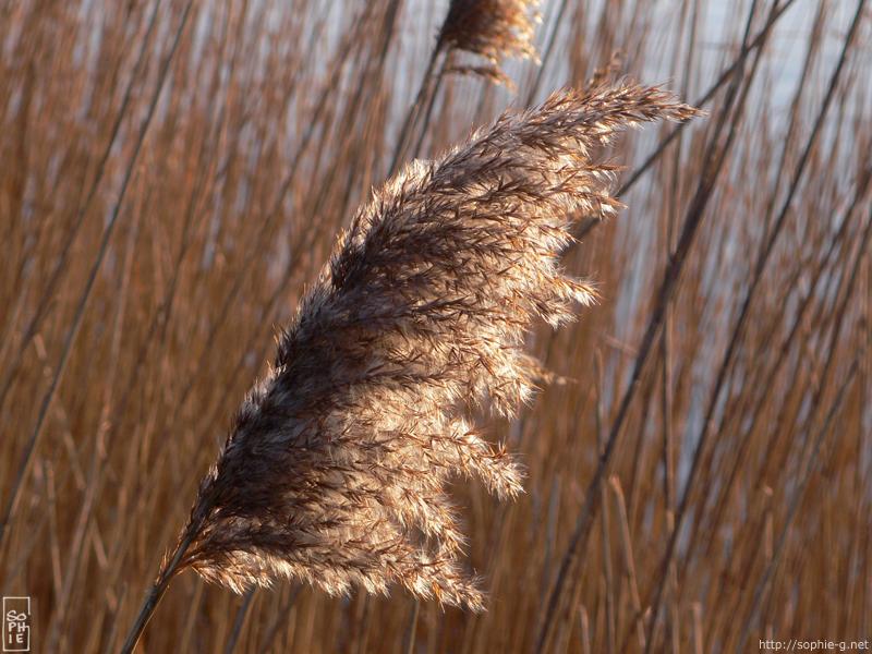 Reed plume - Plumet de roseaux - 800 * 600