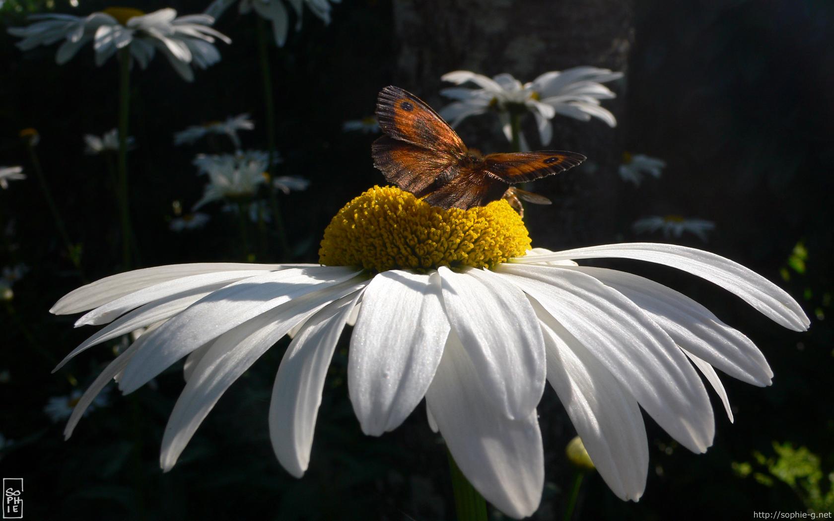 Gatekeeper butterfly - Papillon amaryllis - 1680 * 1050