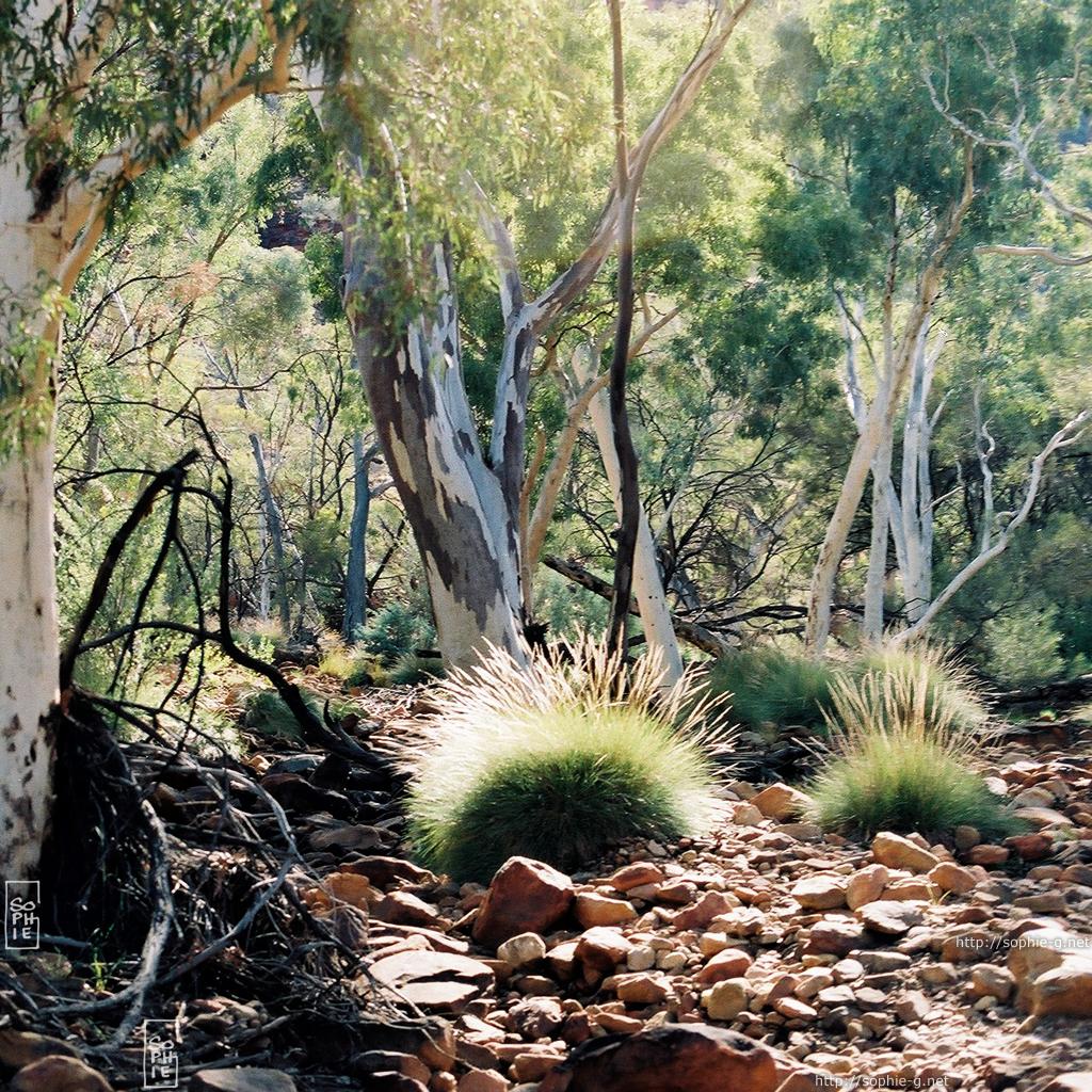 Gum tree & spinifex - Eucalyptus & spinifex - 1024 * 1024