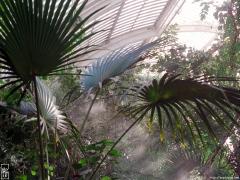 Steam in the Palm House&mdash;1024×768