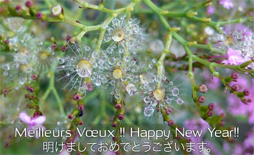 Dewdrops on a withered flower - Gouttes de rosée sur une fleur fanée - 露滴と枯死な花