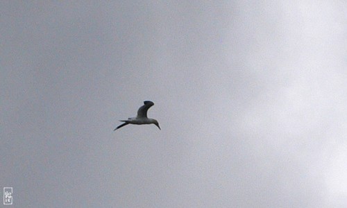 Gannet - Fou de bassan