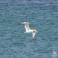 Gannet - Fou de Bassan