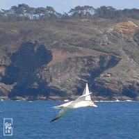 Gannet - Fou de Bassan