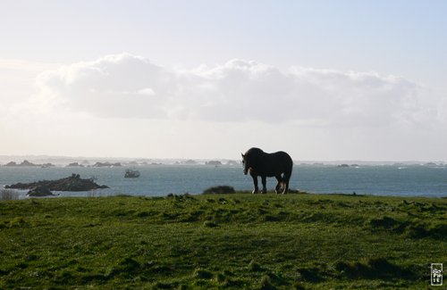 Batz island - Île de Batz