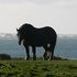 Cheval de l’Île de Batz