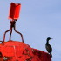 Cormorans sur la tourelle de La Malouine