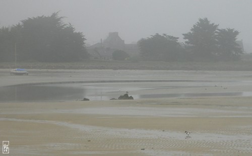 Shelduck in the fog - Tadorne de belon dans la brume