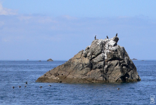 European shags - Cormorans