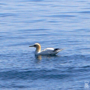 Gannet on the water - Fou de Bassan posé sur l’eau