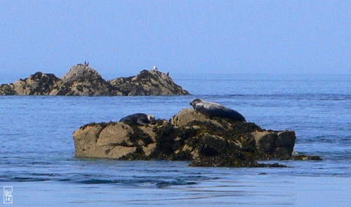 Grey seal - Phoque gris