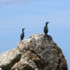 Cormorans