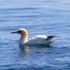 Gannet