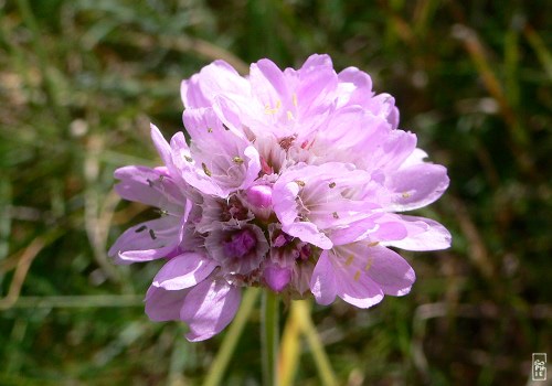 Sea thrift - Armérie maritime