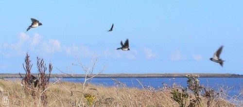 Flock of swallows - Vol d’hirondelles