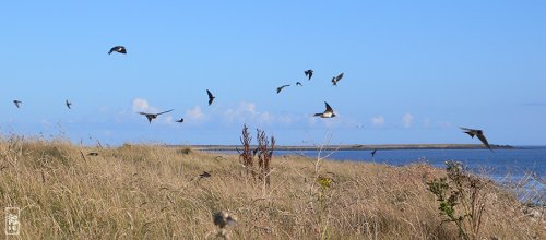 Flock of swallows - Vol d’hirondelles