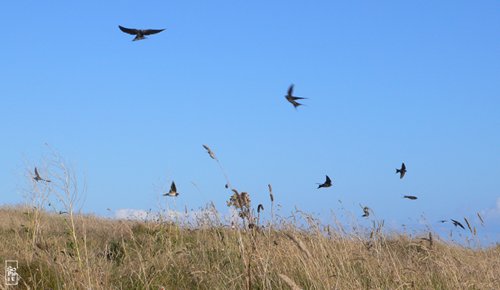 Flock of swallows - Vol d’hirondelles