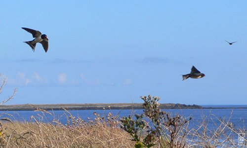 Flock of swallows - Vol d’hirondelles