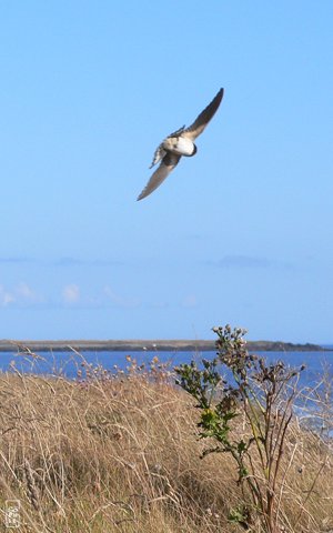 Barn swallows - Hirondelles rustiques