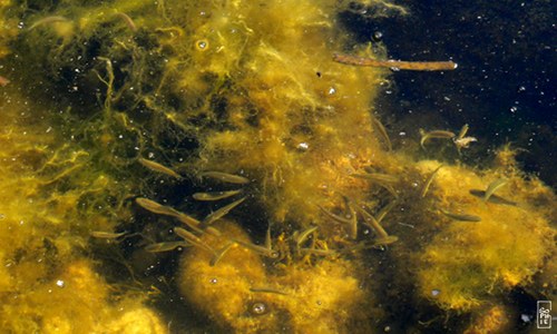 Juvenile fish - Jeunes poissons