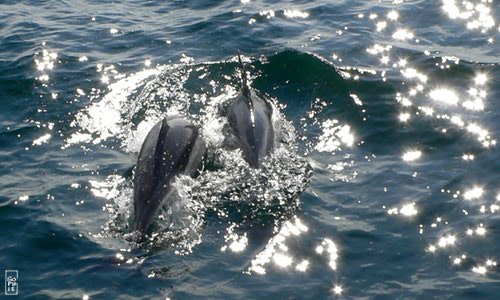 Common dolphins - Dauphins communs