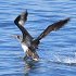 Northern gannet