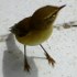 Common chiffchaff