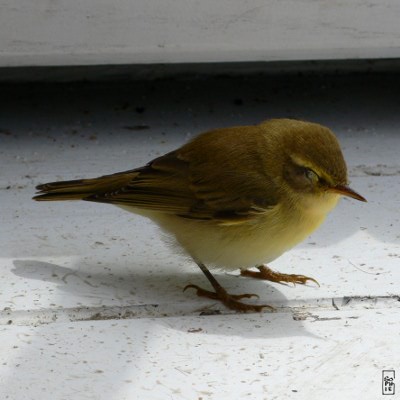 Sleepy common chiffchaff - Pouillot véloce endormi