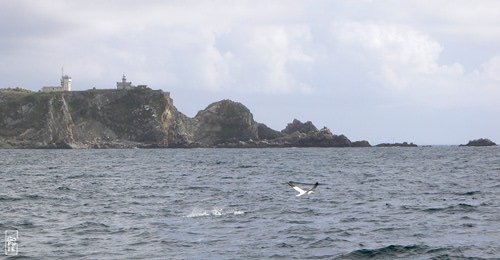 Toulinguet head & gannet - Pointe du Toulinguet & fou de Bassan