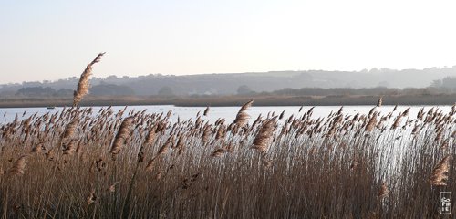 Curnic pond - Étang du Curnic