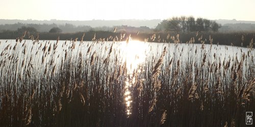 Curnic pond - Étang du Curnic