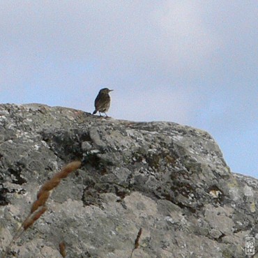 Megaliths and larks on the Lostmarc’h head - Menhirs et alouettes sur la pointe de Lostmarc’h