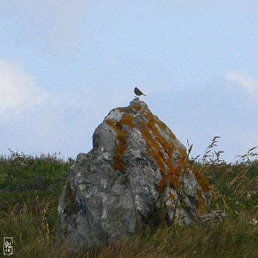 Megaliths and larks on the Lostmarc’h head - Menhirs et alouettes sur la pointe de Lostmarc’h