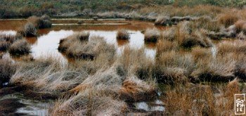 Saltworks - Marais salant
