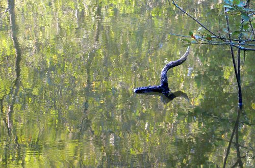 Branch in water - Branche dans l’eau