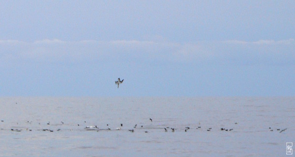 Gannets fishing - Fous de Bassan en pêche