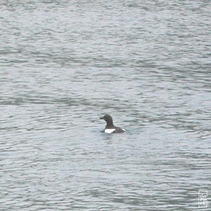 Black guillemot - Guillemot à miroir