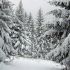 Sapins sous la neige