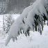 Sapins sous la neige