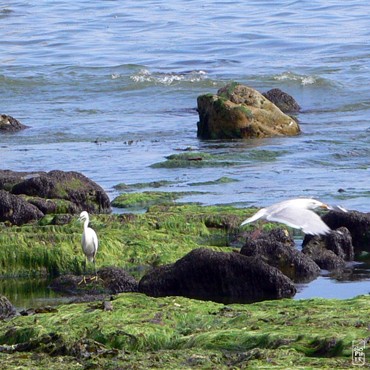 Little egret - Aigrette garzette