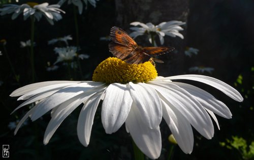 Gatekeeper butterfly - Papillon amaryllis