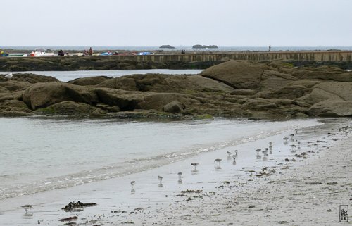 Sanderlings - Bécasseaux sanderling