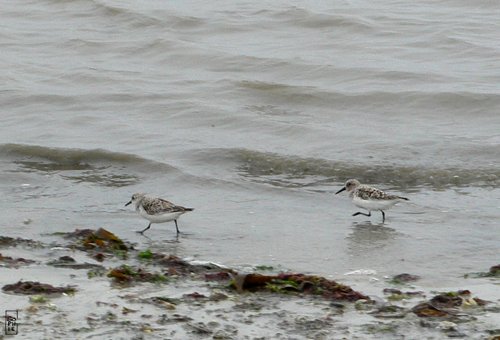 Sanderlings - Bécasseaux sanderling