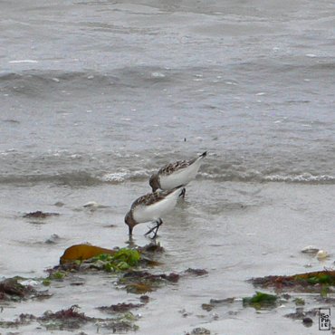 Sanderlings - Bécasseaux sanderling