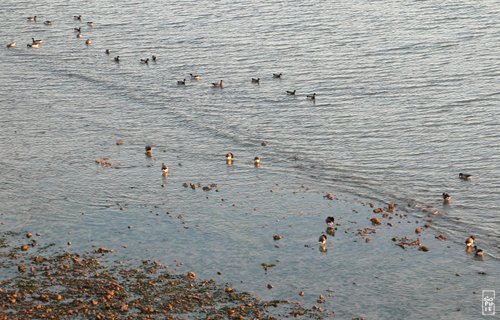 Brent geese - Bernaches cravant