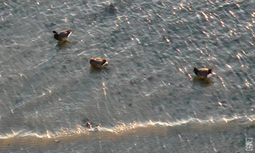Brent geese - Bernaches cravant