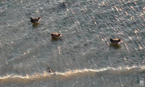 Brent geese - Bernaches cravant