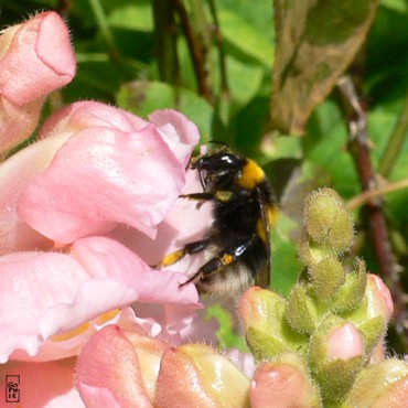 Bumblebee - Bourdon